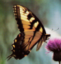 Tiger Swallowtail Butterfly