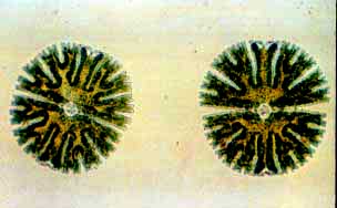 Lind phyto2