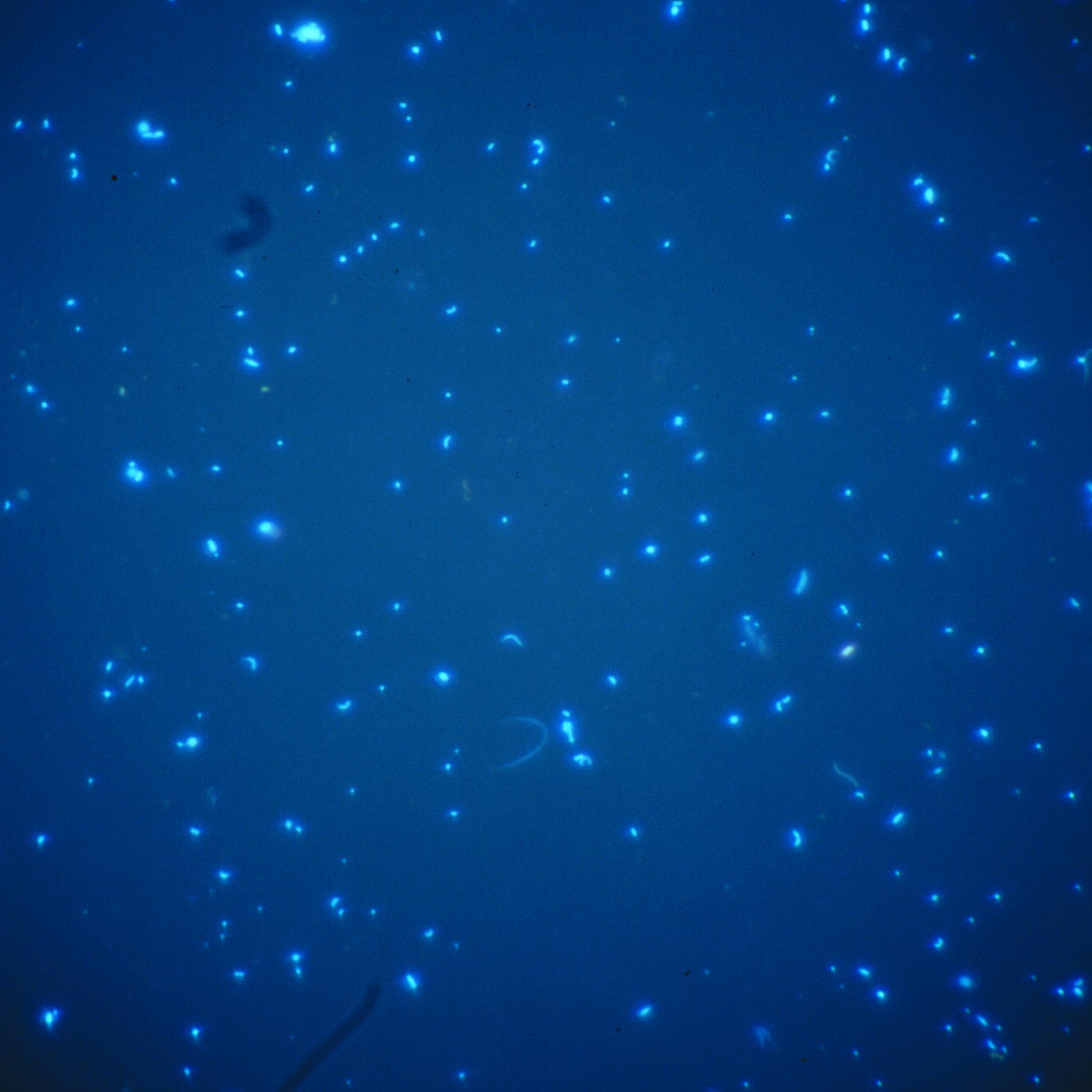 Lind Bacterioplankton1