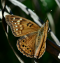 Tawny Emperor