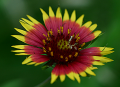 Indian Blanket/Gaillardia