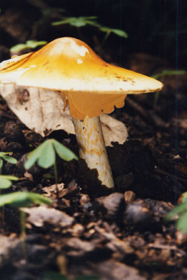mushroom