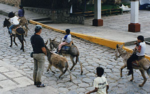 donkeys (300w x 189h, 24 KB)
