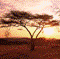 Africa icon