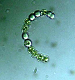 Lind phyto2