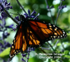 Monarch on Blue Sage