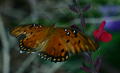Gulf Fritillary