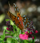 Gulf Fritillary