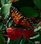Gulf Fritillary