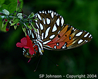 Gulf Fritillary 2 (200w x 162h, 45 KB)