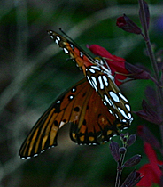 Gulf Fritillary 3 (184w x 210h, 47 KB)