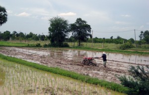 GML rice fields