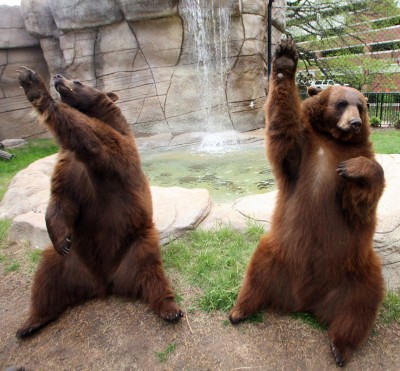 Baylor Bears