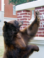 LadySicEm