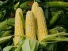 starchy vegetables