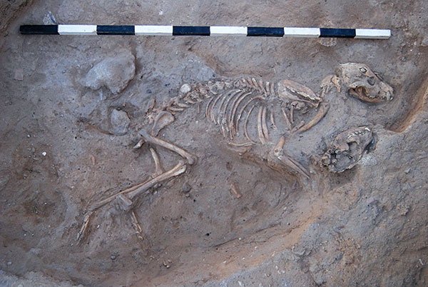 Adult dog buried in Ashkelon uncovered by Dr. Wapnish Hesse