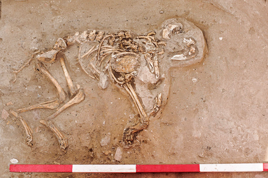 Puppy buried in Ashkelon uncovered by Dr. Wapnish Hesse