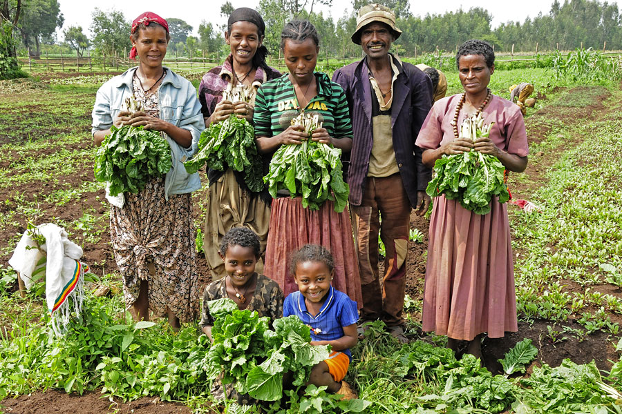Harvesting the garden in Finote Selam, Ethiopia Photo/Peace Corps
