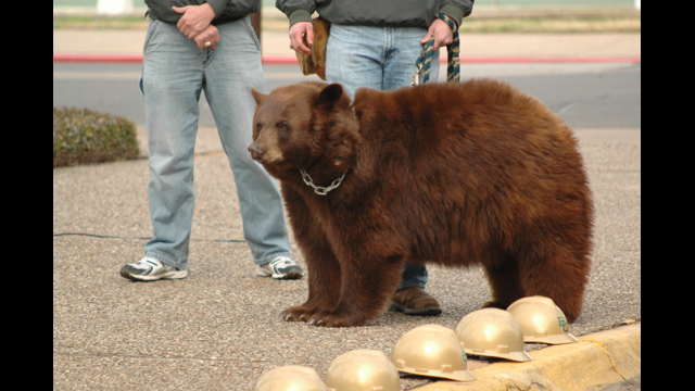 Bear Habitat Groundbreaking Photo Feature | Media and Public Relations ...