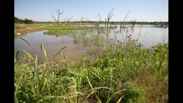Lake Waco Wetlands