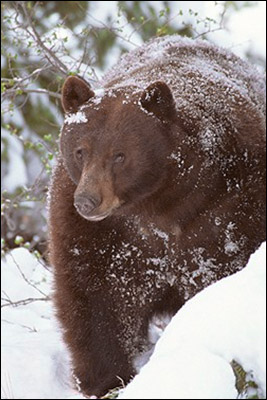 brown bear in winter