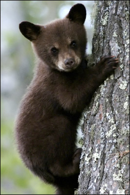 baby bear on tree