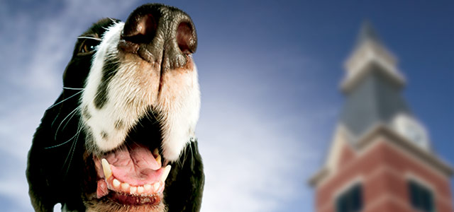 Sniffing Out Cancer