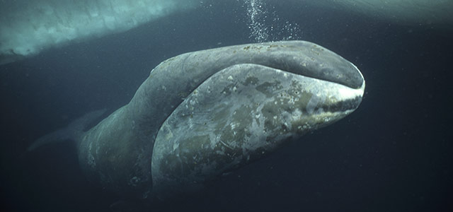 Saving the Oceans