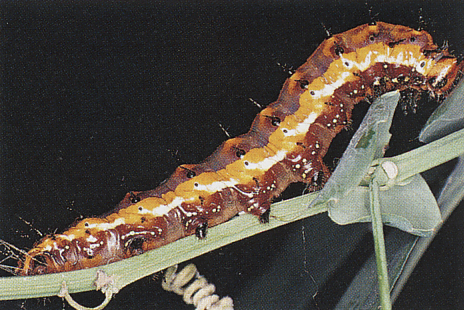 Gulf Fritillary Caterpillar - Agraulis vanillae