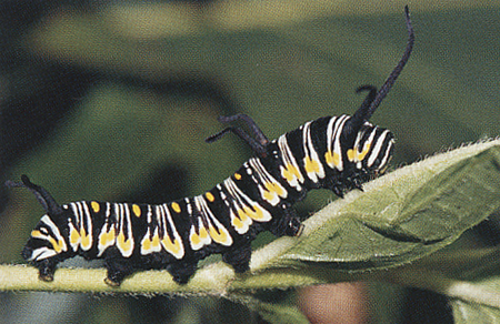 Queen Monarch Caterpillar