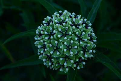 Green-flowered Milkweed