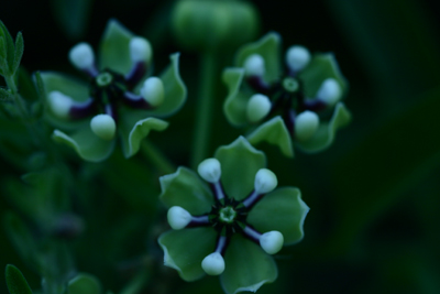 Close-up of Treen-flowered Milkweed