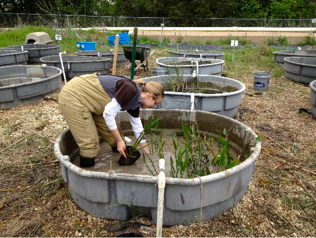 BU Conors placing plants