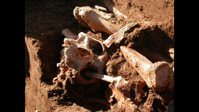 Full-Size Image: Zori and skeleton