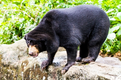 stock photo of a bear