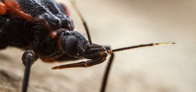 Stopping the Spread of Disease