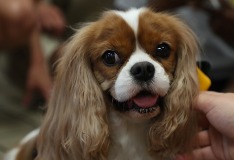 angel pawz cavaliers