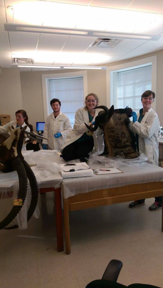 Museum Studies graduate students Amanda Neel and Madeline Walicek helped clean two large taxidermied mounts from the Mayborn's collections. Tom Andrews and Sarah Howard, Graduate Assistants in collections at the Mayborn, led the work group.