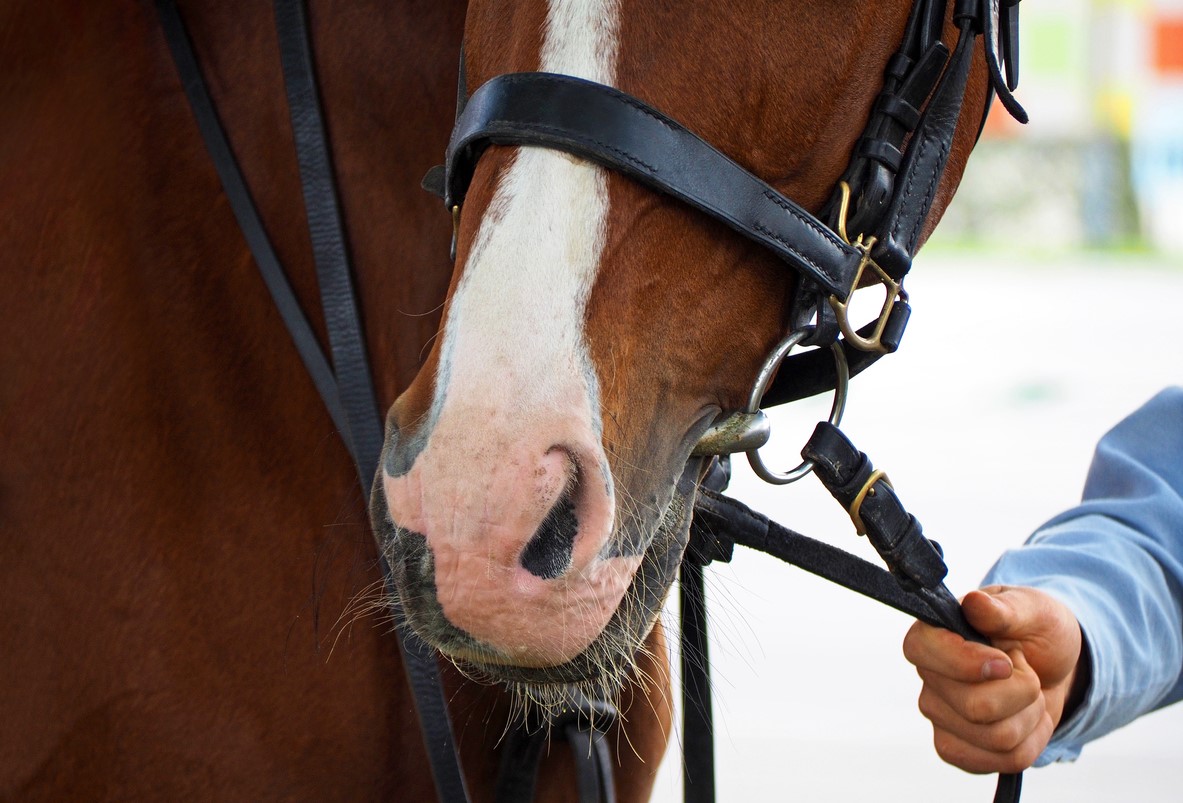 Combat Veterans with PTSD Report Better Mental Health After Therapeutic