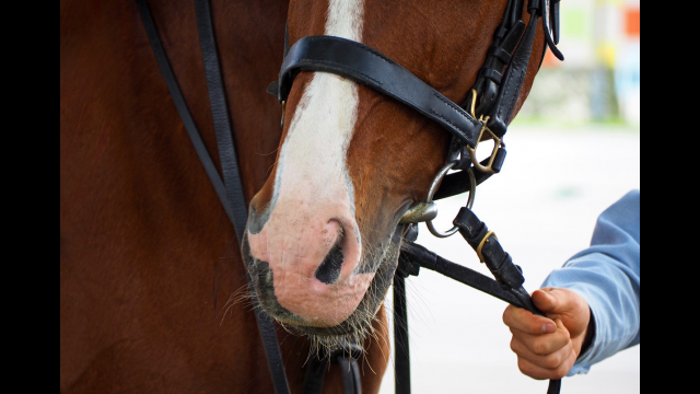 Full-Size Image: Therapeutic Horseback Riding