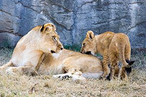 Cameron Park Zoo lions