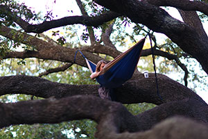 Hammock in Live Oak Tree