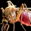A Partnership to Fight “Other” Diseases