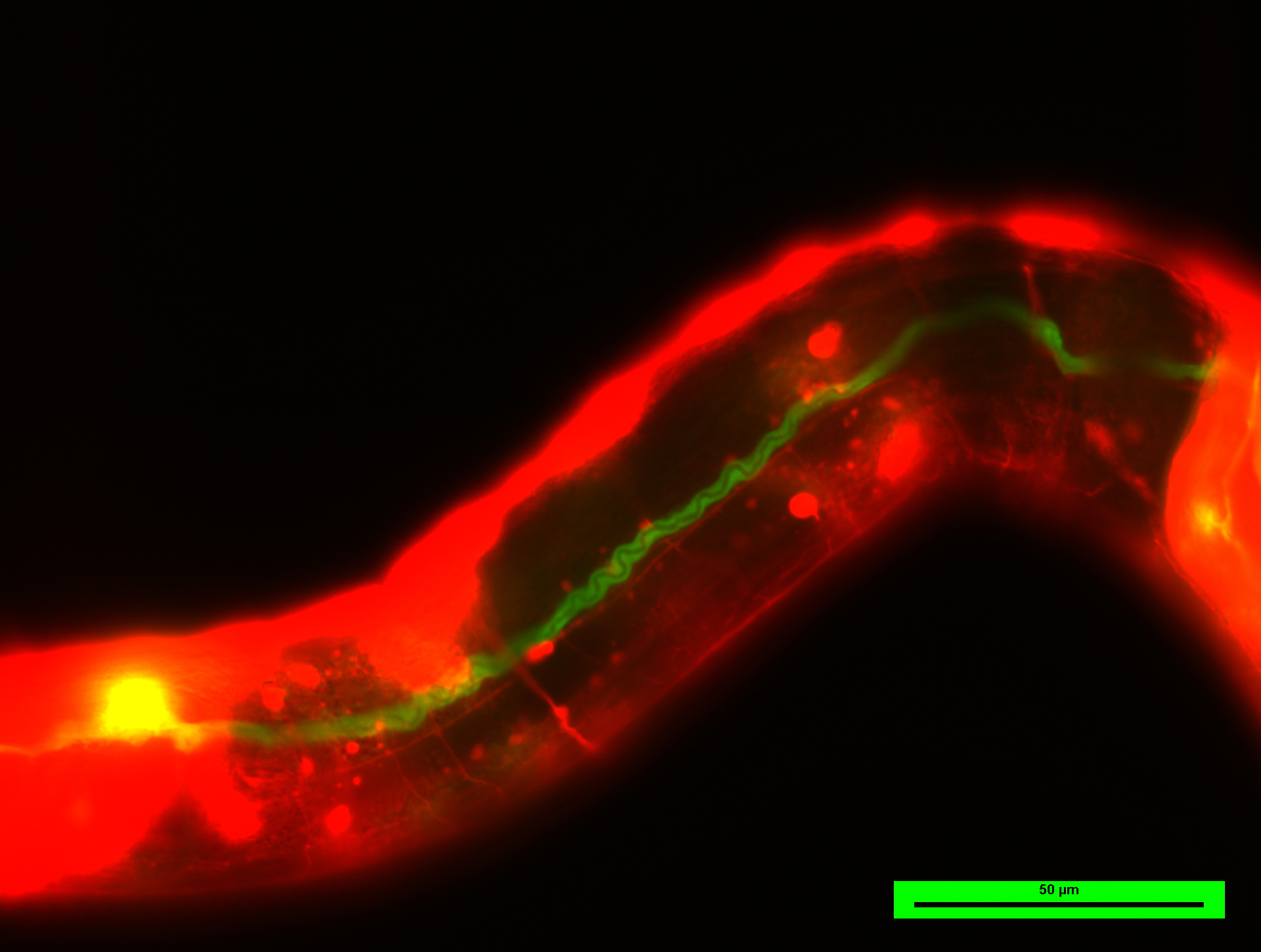 Nematode C. elegans.