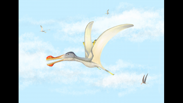 pterosaur