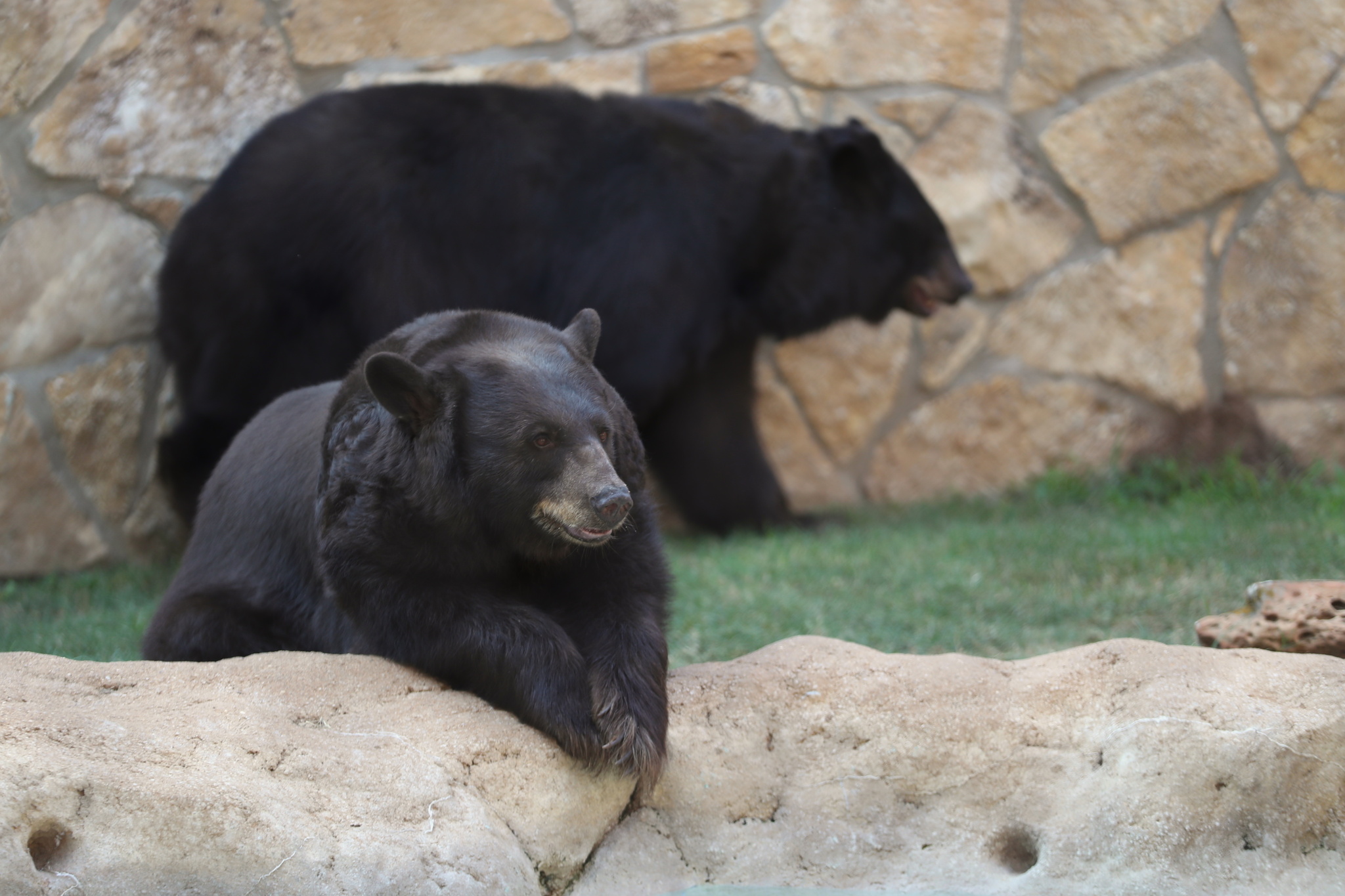 Baylor Bear Habitat Continues Remarkable Care for University’s Bears