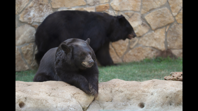 Full-Size Image: bears