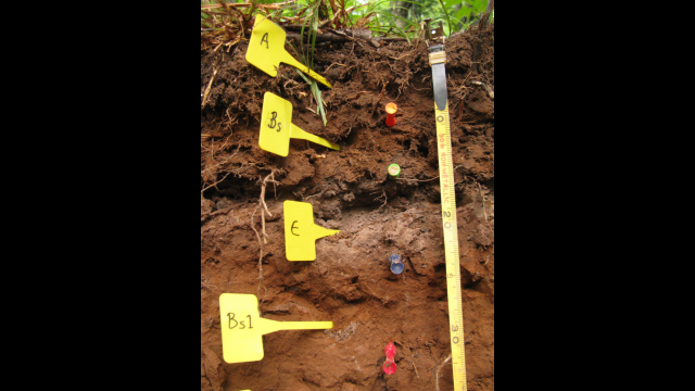 Full-Size Image: soil