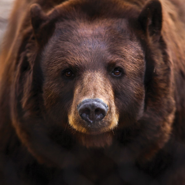 Bear Mascot