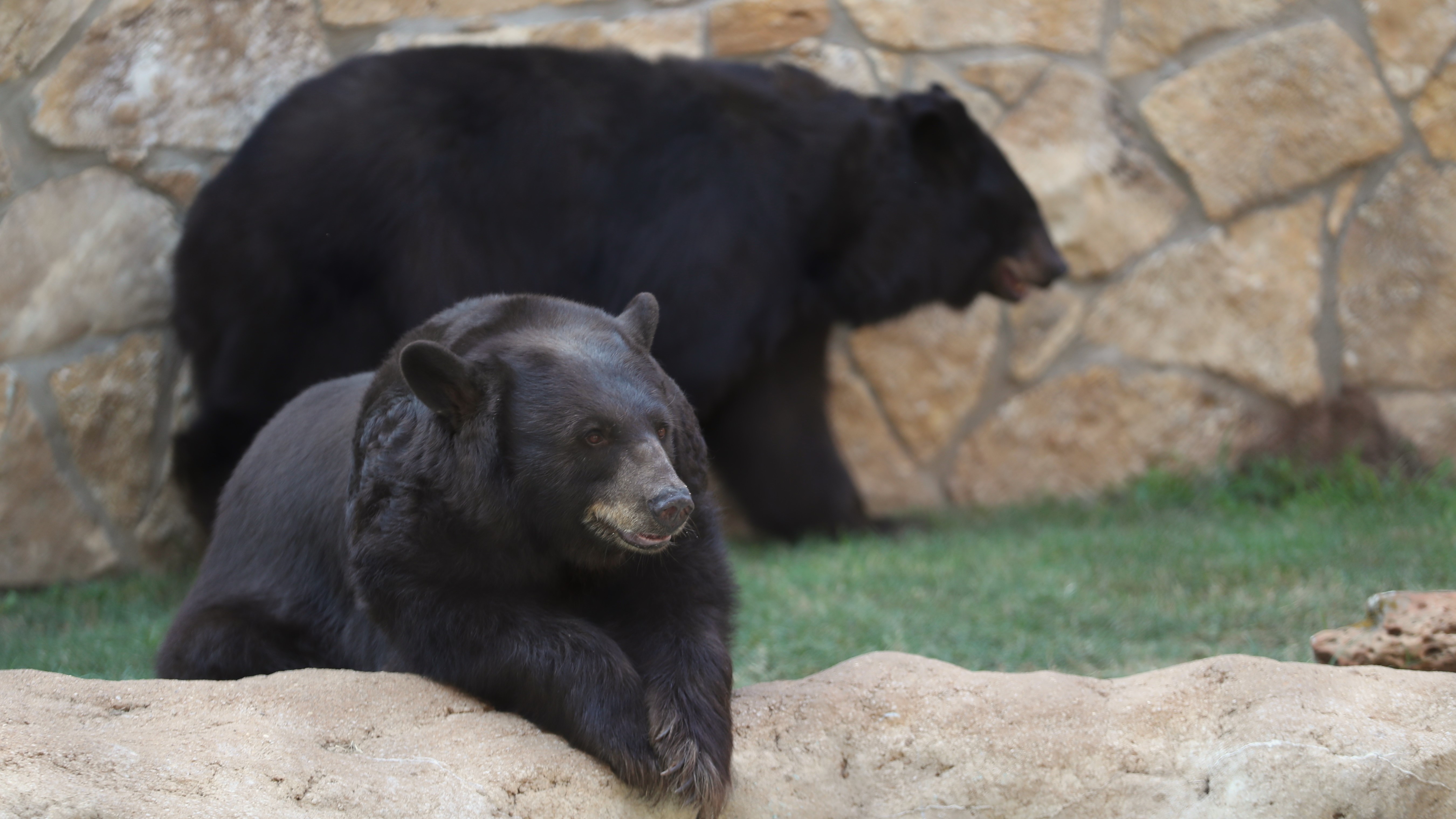 Baylor Bear Habitat Becomes First University Facility in the World to Earn AZA Accreditation - Vimarsana News